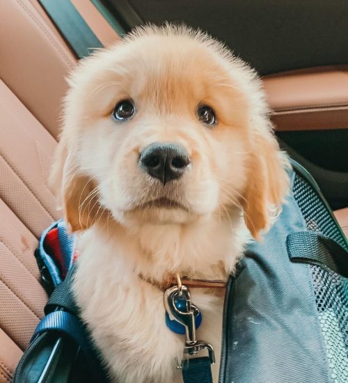 Dug